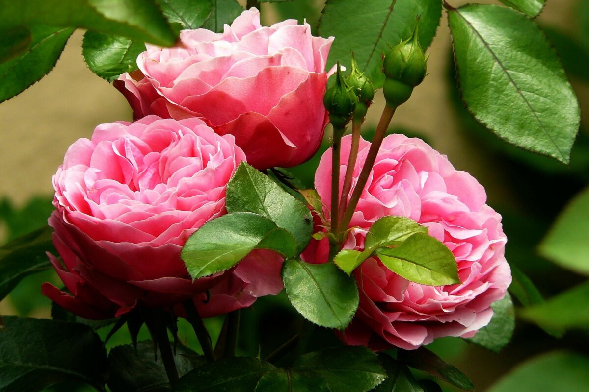 Jak dbać o róże w ogrodzie: Prosty i łatwy przewodnik￼