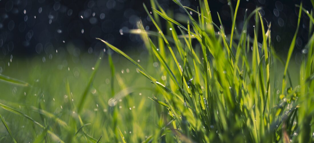 4 powody, dla których wertykulacja trawnika jest konieczna, aby uzyskać wspaniałą trawę￼