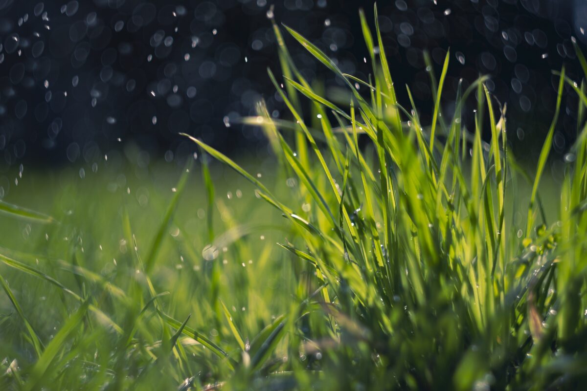 4 powody, dla których wertykulacja trawnika jest konieczna, aby uzyskać wspaniałą trawę￼